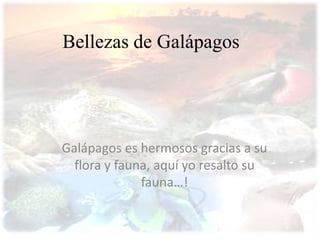Bellezas de Galápagos Galápagos es hermosos gracias a su flora y fauna, aquí yo resalto su fauna…! 