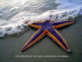 Una estrella de mar azul y naranja en una playa.

 