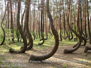 Pinos inclinados en Polonia. Todavía no han descubierto por
qué se inclinan así

 