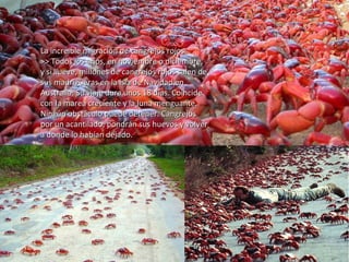 La increíble migración de cangrejos rojos.
>> Todos los años, en noviembre o diciembre,
y si llueve, millones de cangrejos rojos salen de
sus madrigueras en la isla de Navidad en
Australia. Su viaje dura unos 18 días. Coincide
con la marea creciente y la luna menguante.
Ningún obstáculo puede detener. Cangrejos
por un acantilado, pondrán sus huevos y volver
a donde lo habían dejado.

 