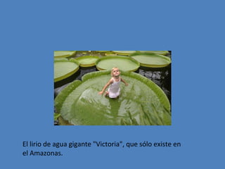 El lirio de agua gigante "Victoria", que sólo existe en
el Amazonas.

 