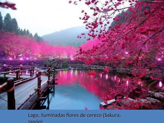 Lago, iluminadas flores de cerezo (Sakura,

 