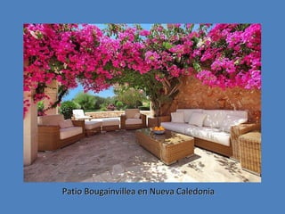 Patio Bougainvillea en Nueva Caledonia

 