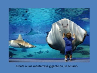 Frente a una mantarraya gigante en un acuario

 