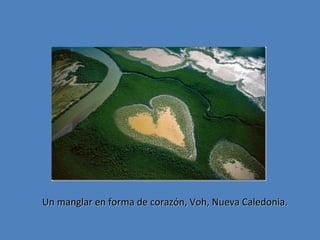 Un manglar en forma de corazón, Voh, Nueva Caledonia.

 