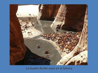 La Guelta Archei oasis en el Sahara.

 
