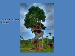 La casa en el árbol,
Filipinas

 