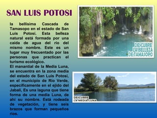 SAN LUIS POTOSI la bellísima  Cascada de Tamasopo  en el estado de  San Luis Potosí . Esta belleza natural está formada por una caída de agua del río del mismo nombre. Este es un lugar muy frecuentado por las personas que practican el turismo ecológico.  El manantial de la Media Luna, se encuentra en la zona media del estado de San Luis Potosí, en el municipio de Río Verde, específicamente en el ejido del Jabalí, Es una laguna que tiene forma de una media Luna, de ahí su nombre. Está rodeada de vegetación, y tiene seis brazos que forman pequeños ríos. 