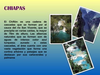 CHIAPAS El Chiflón es una cadena de cascadas que se forman por el cauce del río San Vicente, que se precipita en varias caídas, la mayor de 70m de altura. Las albercas naturales que se forman son de aguas de intenso color azul turquesa; aunado a estas cascadas, el área cuenta con una vasta vegetación que forma una cortina arbórea y paisajes que se destacan por sus cañaverales y palmares 