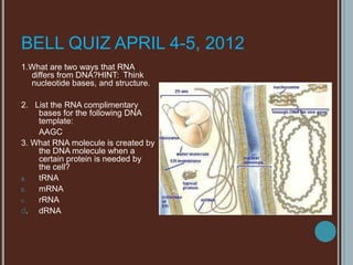 BELL QUIZ APRIL 4-5, 2012
1.What are two ways that RNA
  differs from DNA?HINT: Think
  nucleotide bases, and structure.

2. List the RNA complimentary
    bases for the following DNA
    template:
    AAGC
3. What RNA molecule is created by
    the DNA molecule when a
    certain protein is needed by
    the cell?
a.  tRNA
b.  mRNA
c.  rRNA
d. dRNA
 