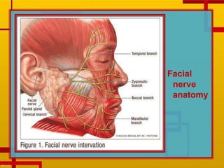 Facial
nerve
anatomy
 