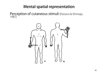 Mental spatial representation 
Perception of cutaneous stimuli [Parsons & Shimojo, 
1987] 
! 
10 
 