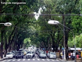 Túnel de mangueirasTúnel de mangueiras
 