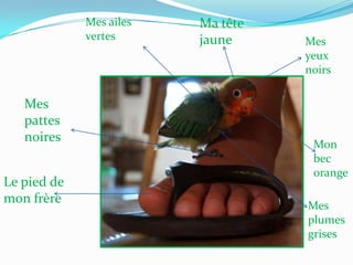 Mes ailes
vertes

Mes
pattes
noires

Le pied de
mon frère

Ma tête
jaune

Mes
yeux
noirs

Mon
bec
orange
Mes
plumes
grises

 