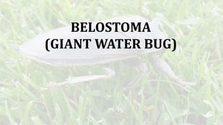 BELOSTOMA
(GIANT WATER BUG)
 