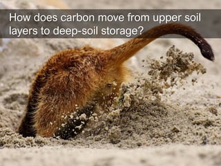 Below the plow layer -- deep soil carbon storage Slide 8