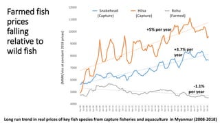 The Quiet Revolution in Myanmar’s Aquaculture Value Chain