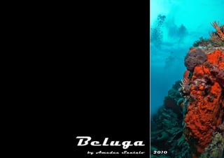 Beluga by Triton Enterprise
