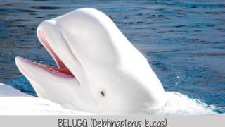 BELUGA (Delphinapterus leucas)
 