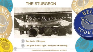#VodkaAndCaviar @vodkabeluga #BelugaVodka #TOTC2019
THE STURGEON
Can live to 120+ years
Can grow to 1573 kg (1.7 tons) and 7+ feet long.
 