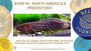 #VodkaAndCaviar @vodkabeluga #BelugaVodka #TOTC2019
BOWFIN– NORTH AMERICA’S
PREHISTORIC
- Amia calva, not a sturgeon, grows to 22lbs (10kg) , 28 inches long
and to about 10 years old. Caviar known as “Choupique caviar”.
 