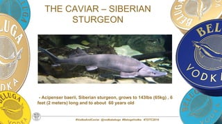 #VodkaAndCaviar @vodkabeluga #BelugaVodka #TOTC2019
THE CAVIAR – SIBERIAN
STURGEON
- Acipenser baerii, Siberian sturgeon, grows to 143lbs (65kg) , 6
feet (2 meters) long and to about 60 years old
 