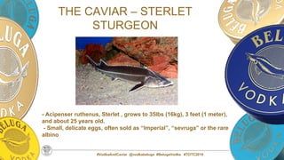 #VodkaAndCaviar @vodkabeluga #BelugaVodka #TOTC2019
THE CAVIAR – STERLET
STURGEON
- Acipenser ruthenus, Sterlet , grows to 35lbs (16kg), 3 feet (1 meter),
and about 25 years old.
- Small, delicate eggs, often sold as “Imperial”, “sevruga” or the rare
albino
 