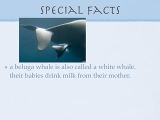 Beluga Whale | KEY