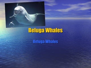 Beluga Whales Beluga Whales 