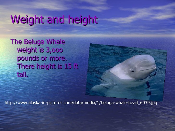 Beluga Whales