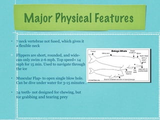 Major Physical Features
•   7 neck vertebrae not fused, which gives it
    a flexible neck

    Flippers are short, rounded, and wide-
    can only swim 2-6 mph. Top speed= 14
    mph for 15 min. Used to navigate through
    the ice

•   Muscular Flap- to open single blow hole.
    Can be dive under water for 3-15 minutes .

•   34 teeth- not designed for chewing, but
    for grabbing and tearing prey
 
