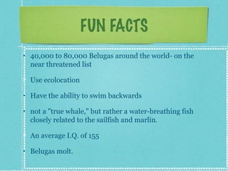 FUN FACTS
•   40,000 to 80,000 Belugas around the world- on the
    near threatened list

    Use ecolocation

•   Have the ability to swim backwards

•   not a "true whale," but rather a water-breathing fish
    closely related to the sailfish and marlin.

    An average I.Q. of 155

•   Belugas molt.
 