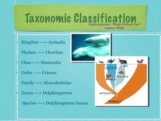 Taxonomic Classification            Delphinapterus= “Whale Without Fins”
                                                    Leucas= White



•   Kingdom ---> Animalia

    Phylum ---> Chordata

•   Class ---> Mammalia

•   Order ---> Cetacea

    Family ---> Monodontidae

•   Genus ---> Delphinapertus

    Species ---> Delphinapterus leucas
 