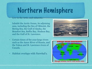 Northern Hemisphere
•   Live in the Artic, and subarctic.

    Inhabit the Arctic Ocean, its adjoining
    seas, including the Sea of Okhotsk, the
    Bering Sea, the Gulf of Alaska, the
    Beaufort Sea, Baffin Bay, Hudson Bay,
    and the Gulf of St. Lawrence.

•   Certain times of the year:large rivers
    such as the Amur River of Russia, and
    the Yukon and St. Lawrence rivers of
    Canada.

•   Habitat overlaps with Narwhal’s.
 