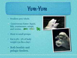 Yum-Yum
•   Swallow prey whole.

     Carnivorous Eater: Squid,
    fish, crustaceans, octopi,
    and worms.

•   Hunt in small groups

•   Eat 2.5% - 3% of body
    weight (50 lbs a day)

•   Both benthic and
    pelagic feeders.
 