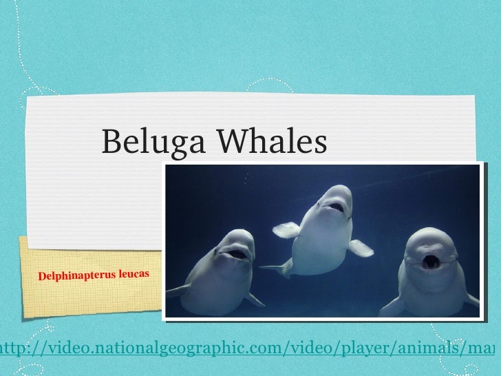 Beluga Whales