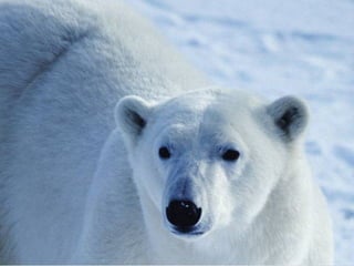 Белые медведи