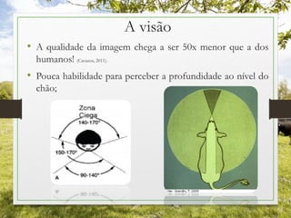 A visão
• A qualidade da imagem chega a ser 50x menor que a dos
humanos! (Cavazos, 2011).
• Pouca habilidade para perceber a profundidade ao nível do
chão;
 