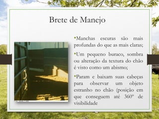 Brete de Manejo
•Manchas escuras são mais
profundas do que as mais claras;
•Um pequeno buraco, sombra
ou alteração da textura do chão
é visto como um abismo;
•Param e baixam suas cabeças
para observar um objeto
estranho no chão (posição em
que conseguem até 360º de
visibilidade
 