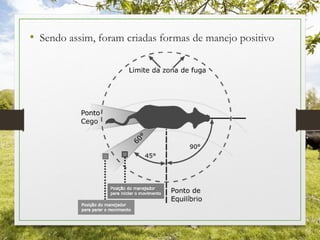 • Sendo assim, foram criadas formas de manejo positivo
 