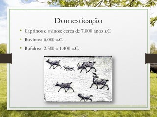 Domesticação
• Caprinos e ovinos: cerca de 7.000 anos a.C
• Bovinos: 6.000 a.C.
• Búfalos: 2.500 a 1.400 a.C.
http://stravaganzastravaganza.blogspot.com.br/2011/05/caprinos-historia-e-mitologia.html
 