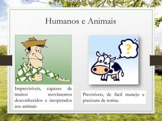 Humanos e Animais
Imprevisíveis, capazes de
muitos movimentos
desconhecidos e inesperados
aos animais
Previsíveis, de fácil manejo e
precisam de rotina.
 
