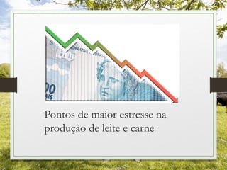Pontos de maior estresse na
produção de leite e carne
 
