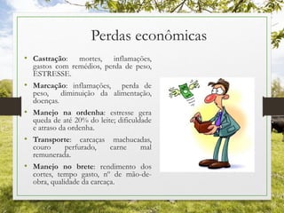 Perdas econômicas
• Castração: mortes, inflamações,
gastos com remédios, perda de peso,
ESTRESSE.
• Marcação: inflamações, perda de
peso, diminuição da alimentação,
doenças.
• Manejo na ordenha: estresse gera
queda de até 20% do leite; dificuldade
e atraso da ordenha.
• Transporte: carcaças machucadas,
couro perfurado, carne mal
remunerada.
• Manejo no brete: rendimento dos
cortes, tempo gasto, nº de mão-de-
obra, qualidade da carcaça.
 