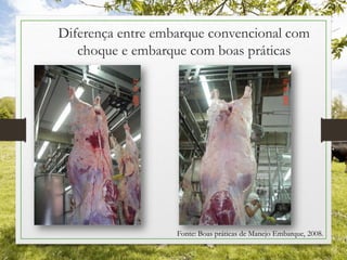 Diferença entre embarque convencional com
choque e embarque com boas práticas
Fonte: Boas práticas de Manejo Embarque, 2008.
 