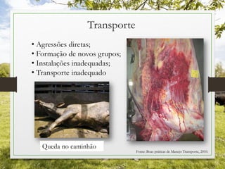 Transporte
Queda no caminhão
Fonte: Boas práticas de Manejo Transporte, 2010.
• Agressões diretas;
• Formação de novos grupos;
• Instalações inadequadas;
• Transporte inadequado
 