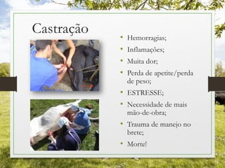 Castração • Hemorragias;
• Inflamações;
• Muita dor;
• Perda de apetite/perda
de peso;
• ESTRESSE;
• Necessidade de mais
mão-de-obra;
• Trauma de manejo no
brete;
• Morte!
 