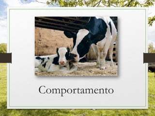 Comportamento
 
