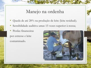 Manejo na ordenha
• Queda de até 20% na produção de leite (leite residual);
• Sensibilidade auditiva umas 15 vezes superior à nossa;
• Perdas financeiras
por estresse e leite
contaminado.
 