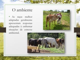 O ambiente
• As raças melhor
adaptadas geralmente
apresentam respostas
adequadas à enfrentar
situações de estresse
ambiental.
 
